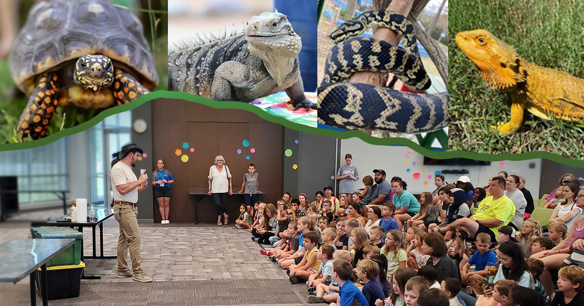 Learning Zoo library presentation
