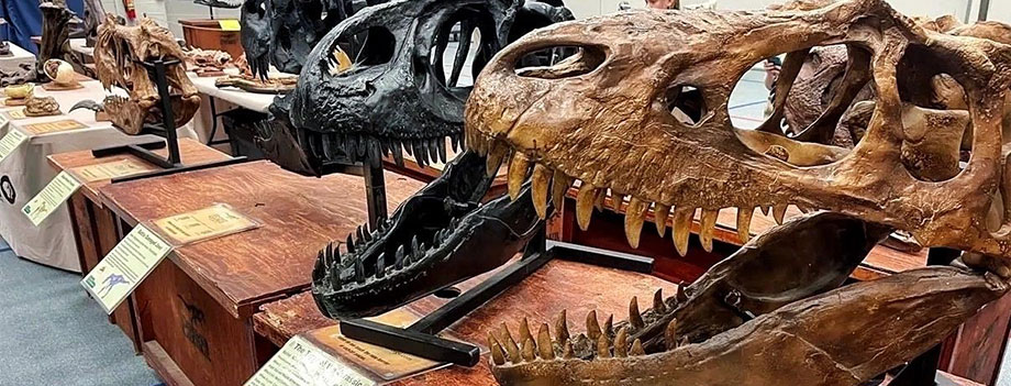 dinosaur skulls