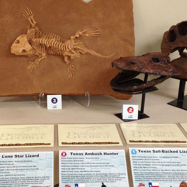 labeled fossils on a museum display