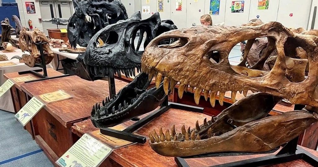 labeled dinosaur skulls on a museum display